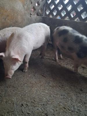 de vânzare 3 masculi 30..35 kg rasă marele alb și petrean ofer transport 