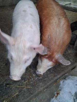 de vânzare 2 purcei de 10 săptămâni 