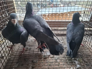 Vand porumbei voiajori  - imagine 3