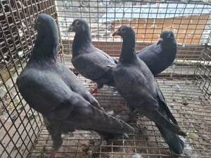 Vand porumbei voiajori  - imagine 4