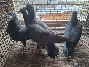 Vand porumbei voiajori  - imagine 2