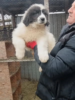 Vand pui ciobanesc bucovina - imagine 2