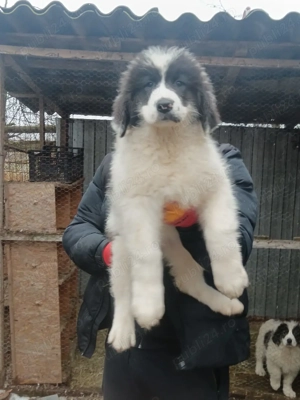 Vand pui ciobanesc bucovina - imagine 4