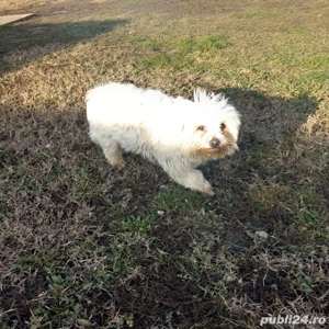 De vinzare femelă bison maltez  - imagine 3