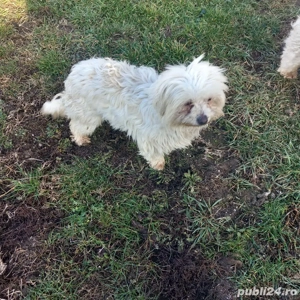 De vinzare femelă bison maltez  - imagine 5