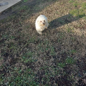 De vinzare femelă bison maltez  - imagine 2