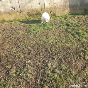 De vinzare femelă bison maltez  - imagine 4