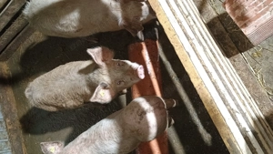 De vânzare grasuni între 60 și 100 kg  - imagine 2