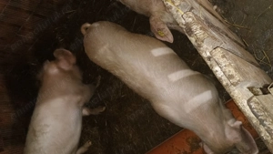 De vânzare grasuni între 60 și 100 kg  - imagine 4