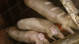 De vânzare grasuni între 60 și 100 kg  - imagine 5