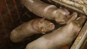 De vânzare grasuni între 60 și 100 kg  - imagine 3