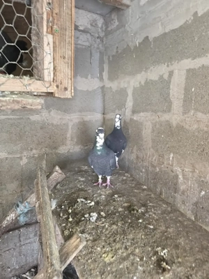 Porumbei de vânzare still vechi - imagine 2