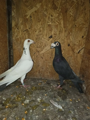 Porumbei de vânzare still vechi - imagine 3