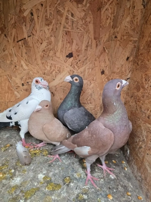 Porumbei de vânzare still vechi - imagine 5