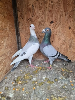 Porumbei de vânzare still vechi - imagine 4