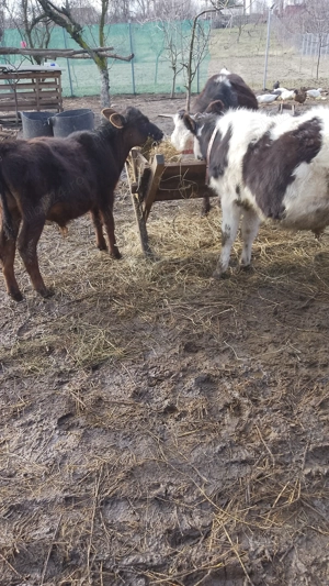 Vând vitei.          .