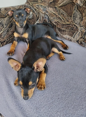 Pinscher Pitic o fetiță în vârstă de 9 luni  - imagine 3