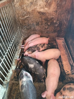 Purcei de vânzare 