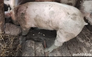 porci de vânzare  - imagine 2