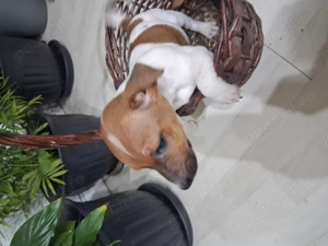 Jack Russel Terier  - imagine 4