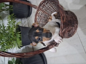 Jack Russel Terier  - imagine 2