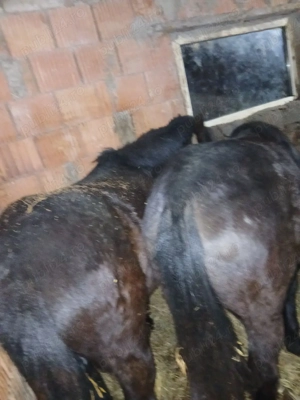 manzi de vnzare  - imagine 2