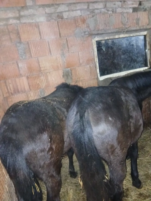 manzi de vnzare  - imagine 3