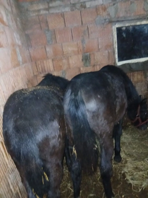 manzi de vnzare  - imagine 4