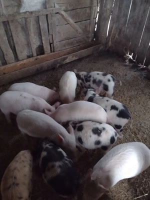 Purcei de 8 săptămâni de vânzare  - imagine 2