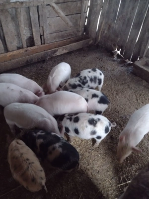 Purcei de 8 săptămâni de vânzare 