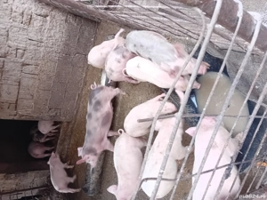 Vind purcei - imagine 3