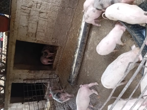 Vind purcei - imagine 2