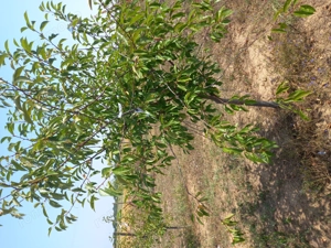 Vand livada 400 visini altoiti pe rod - imagine 3