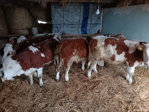 Vând 8 vitei bălțat și belga  - imagine 4