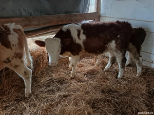 Vând 8 vitei bălțat și belga  - imagine 3