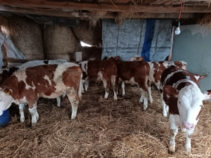 Vând 8 vitei bălțat și belga  - imagine 2