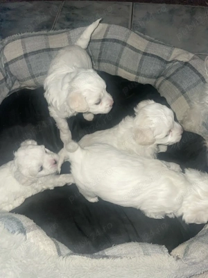 catei de vanzare  - imagine 2