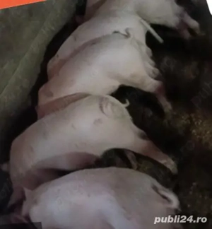 Purcei de vânzare 