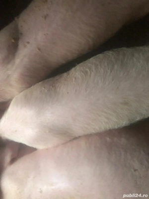 Purcei de vânzare  - imagine 2