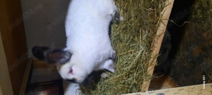 iepuri californian  - imagine 2