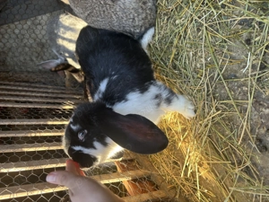 Pui de iepure berbec german 