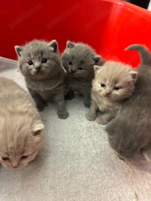 Puisori  British shorthair longhair