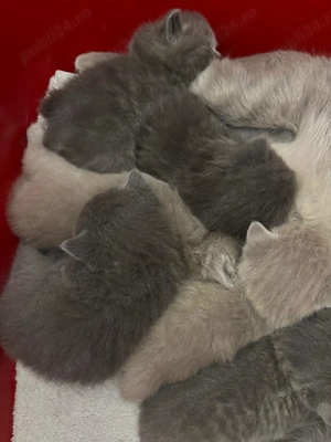 Puisori  British shorthair longhair - imagine 2