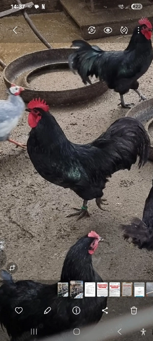 bibilici de vanzare - imagine 3