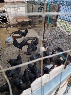 bibilici de vanzare - imagine 2