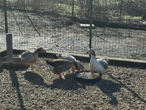 Se vinde familie de gâște  - imagine 4