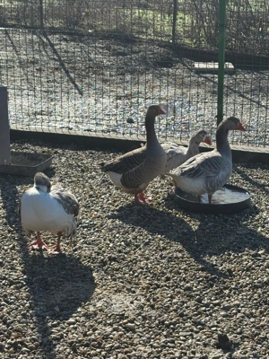 Se vinde familie de gâște  - imagine 3