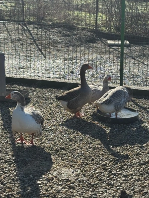 Se vinde familie de gâște  - imagine 2