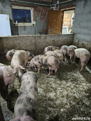 Vand soldani - imagine 2