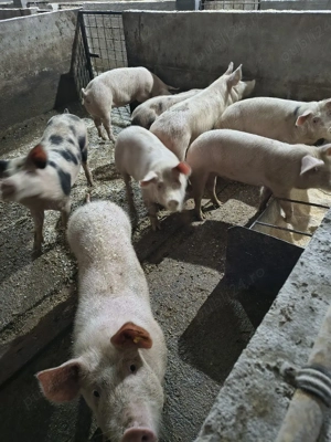 Vand soldani - imagine 3